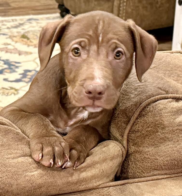 Picture of the Animal Listed